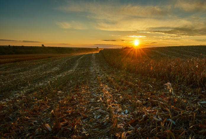 The Parable of The Fall Harvest